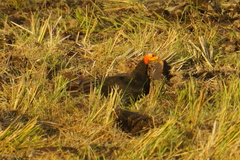 Cathartes burrovianus image