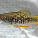 Priapichthys annectens - Photo 由 Michael Tobler 所上傳的 (c) Michael Tobler，保留所有權利