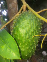 Annona muricata image