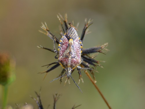Sunflower Seed Bug