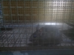 Image of Rattus rattus