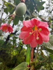 Passiflora tripartita image