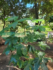 Sterculia apetala image