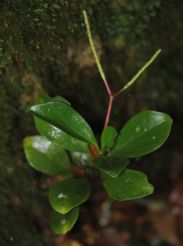 Peperomia pseudoalpina