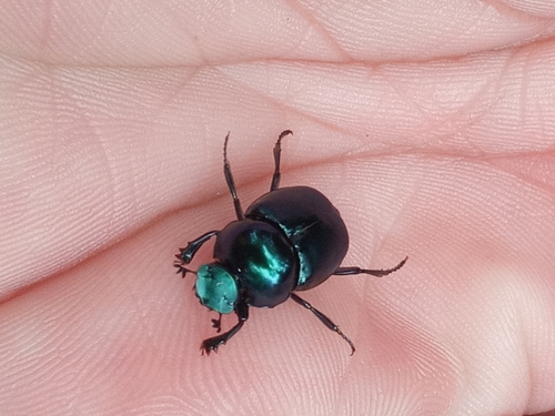 Canthon rutilans