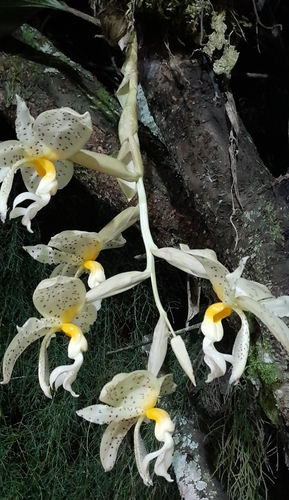 Panama Stanhopea