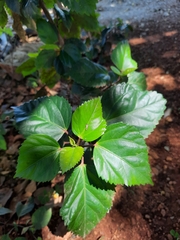 Hibiscus rosa-sinensis image