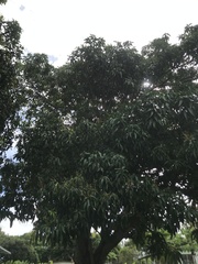 Mangifera indica image