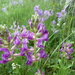 Sticky Locoweed - Photo (c) je9h, all rights reserved, uploaded by je9h