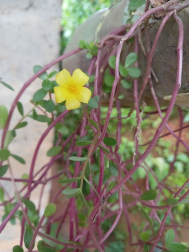 Mecardonia procumbens image