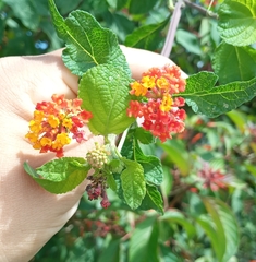 Lantana camara image