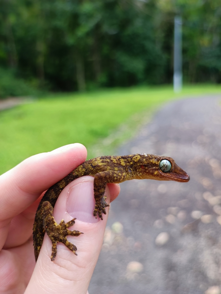 Hemidactylus greeffii in 11월 2021 by Luis Ceríaco · iNaturalist Hemidactylus greeffii