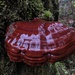 West Coast Reishi - Photo (c) Philip Spencer, all rights reserved, uploaded by Philip Spencer