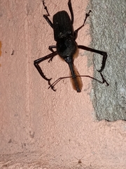 Rhinostomus barbirostris image