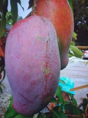 Mangifera indica image
