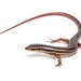 Paraguay White-lined Skink - Photo (c) Luis F. C. de Lima, all rights reserved, uploaded by Luis F. C. de Lima