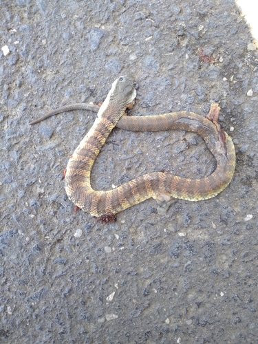 Tiger Snake sighting