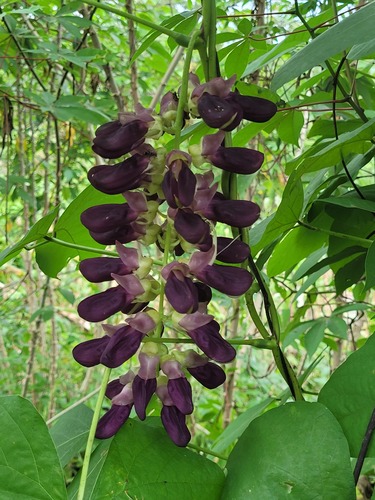 Mucuna pruriens image