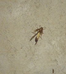 Apoica pallens image