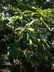 Mangifera indica image