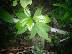 Image of Ficus hispida