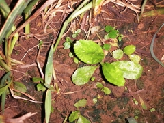 Eryngium foetidum image