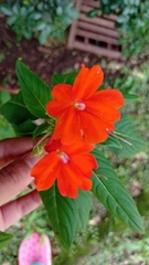 Impatiens walleriana image