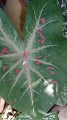 Caladium bicolor image