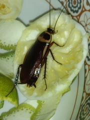Periplaneta australasiae image