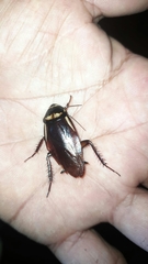 Periplaneta australasiae image