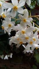 Image of Begonia obliqua