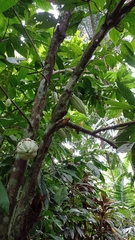 Theobroma cacao image