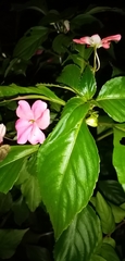 Impatiens walleriana image