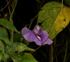 Centrosema pubescens image
