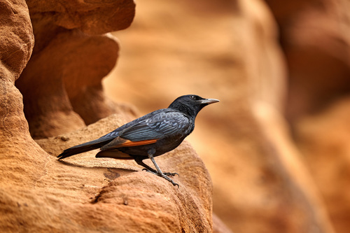 Tristram's Starling