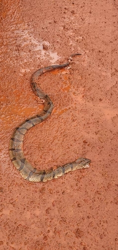 Ornate African Water Snake
