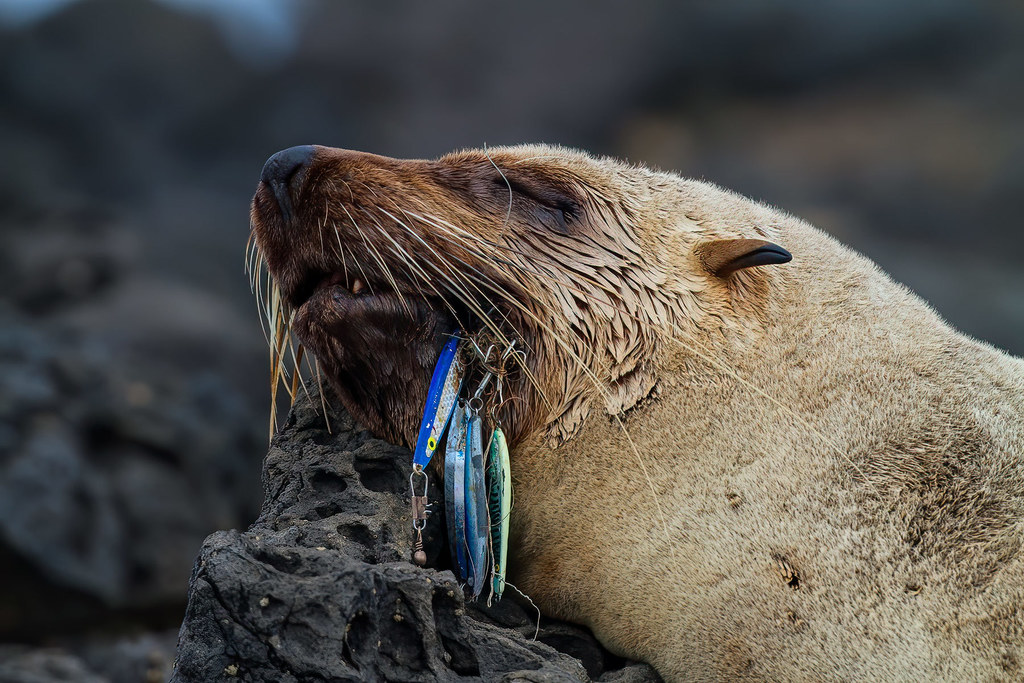 Australian Fur Seal