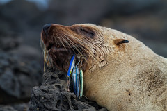Australian Fur Seal