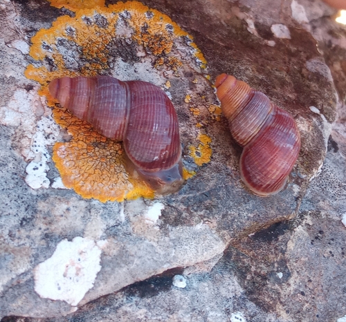 Tudorella ferruginea