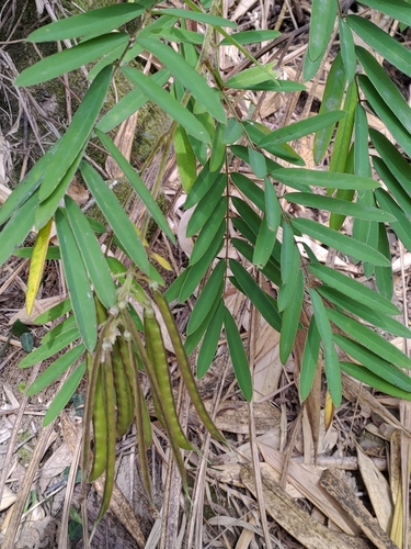 Tephrosia candida