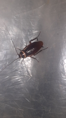 Periplaneta australasiae image