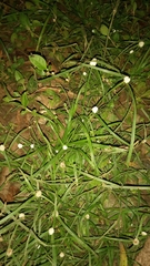 Cyperus mindorensis image