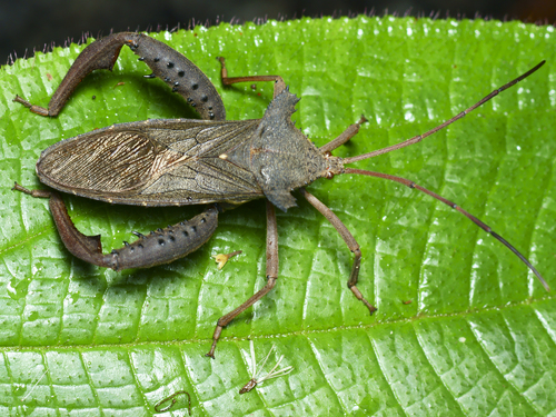 Prionolomia heros · iNaturalist