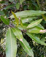 Mangifera indica image