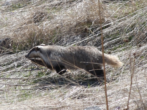 Southwest Asian Badger