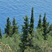 Mediterranean Cypress - Photo (c) Christopher Shepherd, all rights reserved, uploaded by Christopher Shepherd