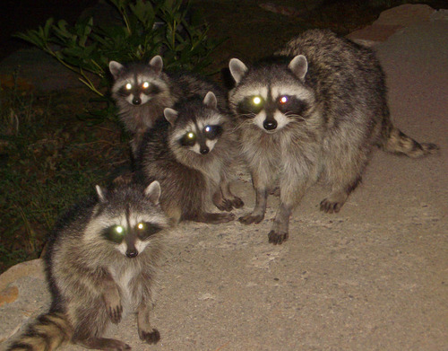 iNaturalist observation photo of Common Raccoon
