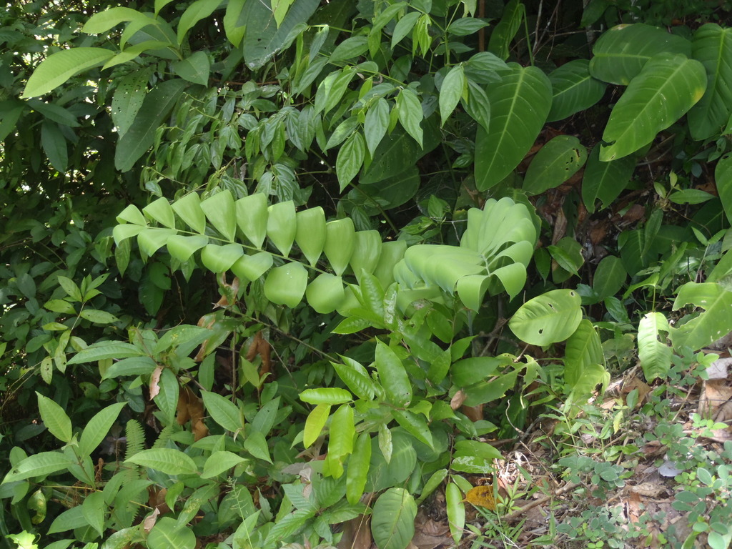 Ceratozamia hondurensis