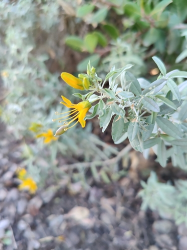 iNaturalist observation photo of Bladderpod