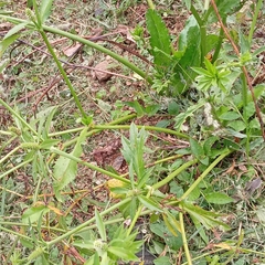 Eryngium foetidum image